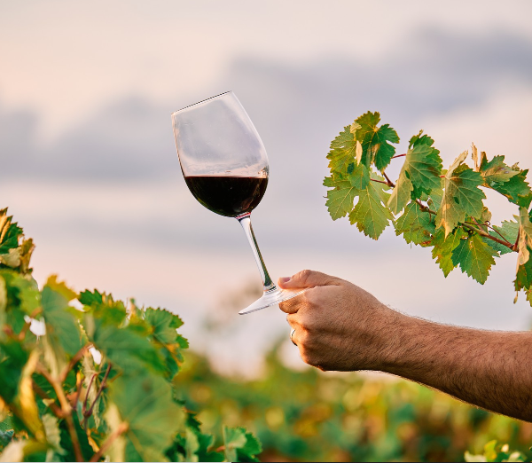 Non-Alcoholic Discovery Workshop at Belles Grappes (Bordeaux, France)