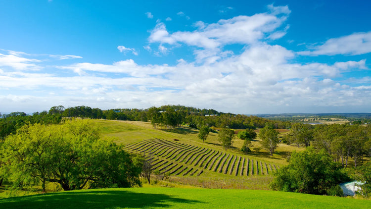 Hunter Valley (North of Sydney), Australia