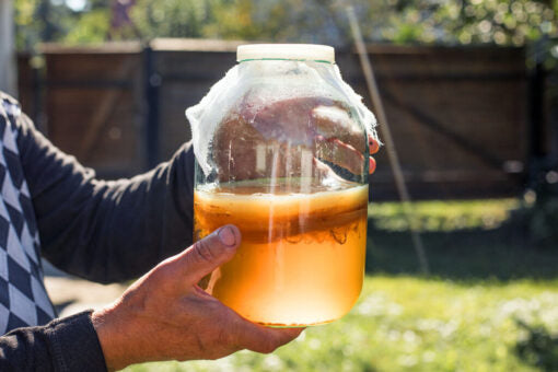 Atelier fermentation et préparation de votre propre Kombucha à la ferme Bucolica (Florence, Italie)
