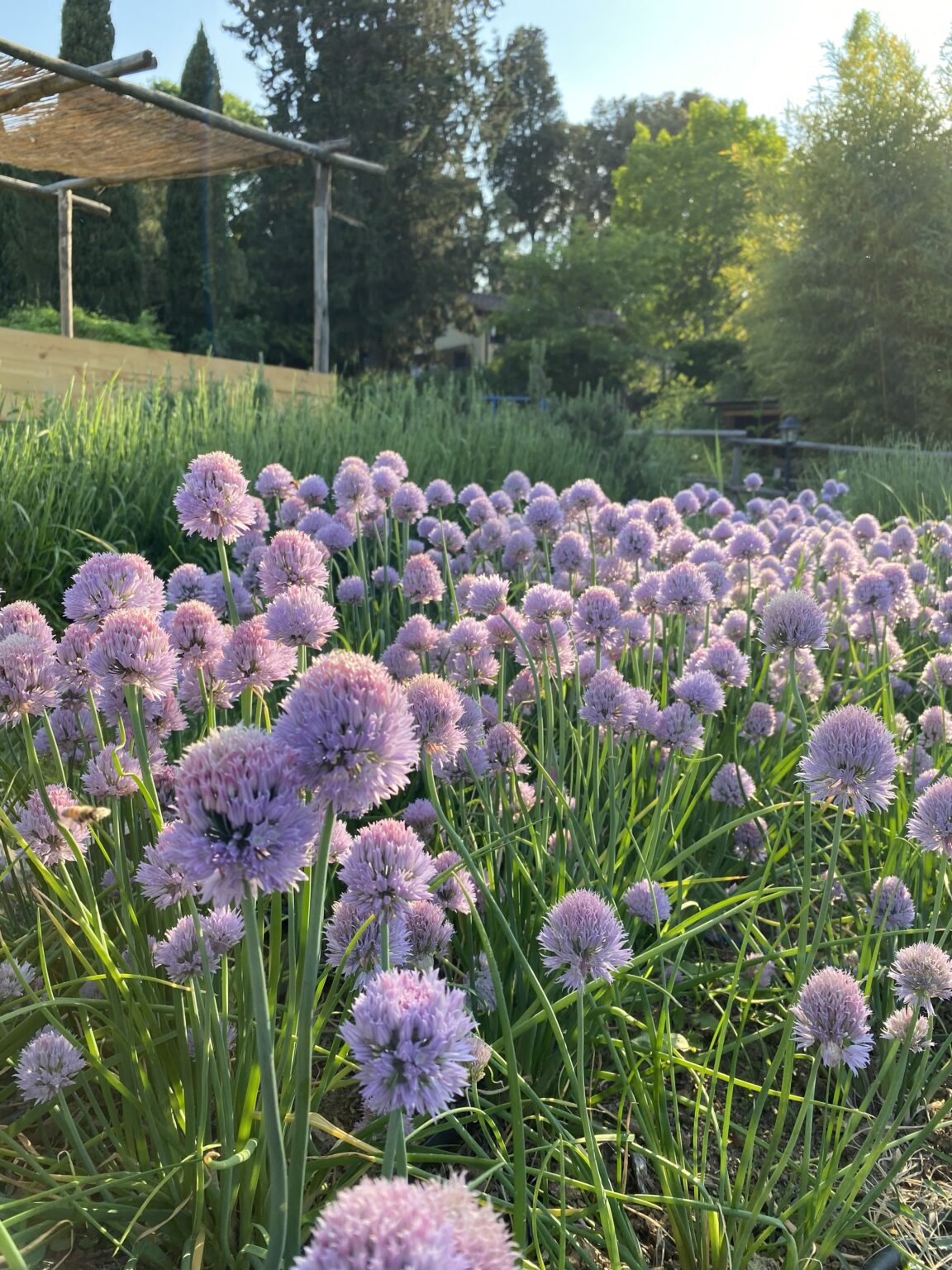 Visit of Bucolica Farm & Tasting of 3 Seasonal Kombuchas (Florence, Italy)