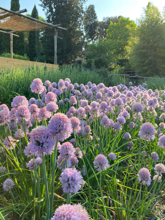 Visite de la ferme Bucolica et dégustation de 3 Kombuchas de saison (Florence, Italie)
