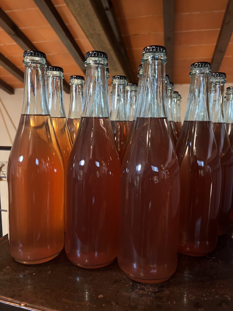 Visit of Bucolica Farm & Tasting of 3 Seasonal Kombuchas (Florence, Italy)