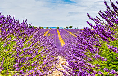 France Alcohol-Free Wine Tour by HOOKED TRAVEL