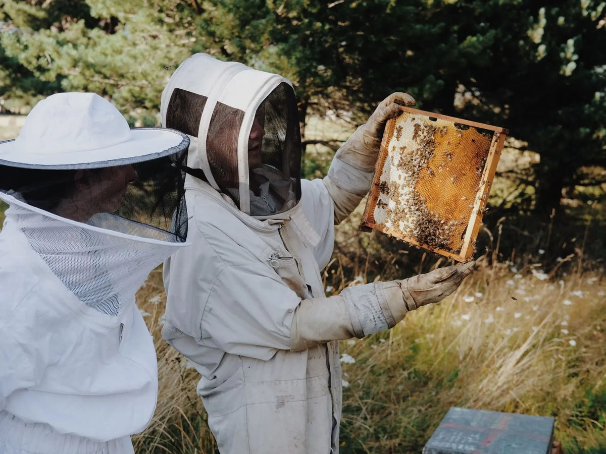 Visit to an Apiary and Honey Tasting led by the Founder of Le Rucher de Prats d'Amont - Summer 2027 (Egat, France)
