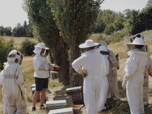 Visit to an Apiary and Honey Tasting led by the Founder of Le Rucher de Prats d'Amont - Summer 2027 (Egat, France)