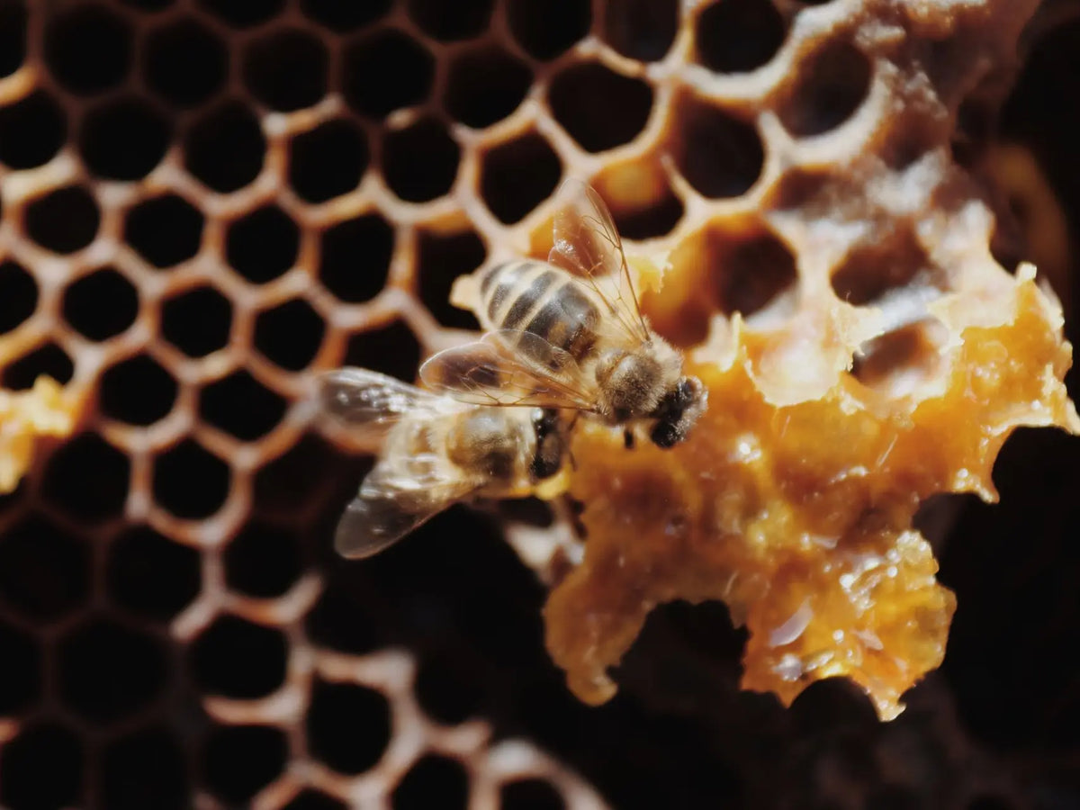 Make your Own Organic Honey Candies - Winter 2026 (Egat, France)