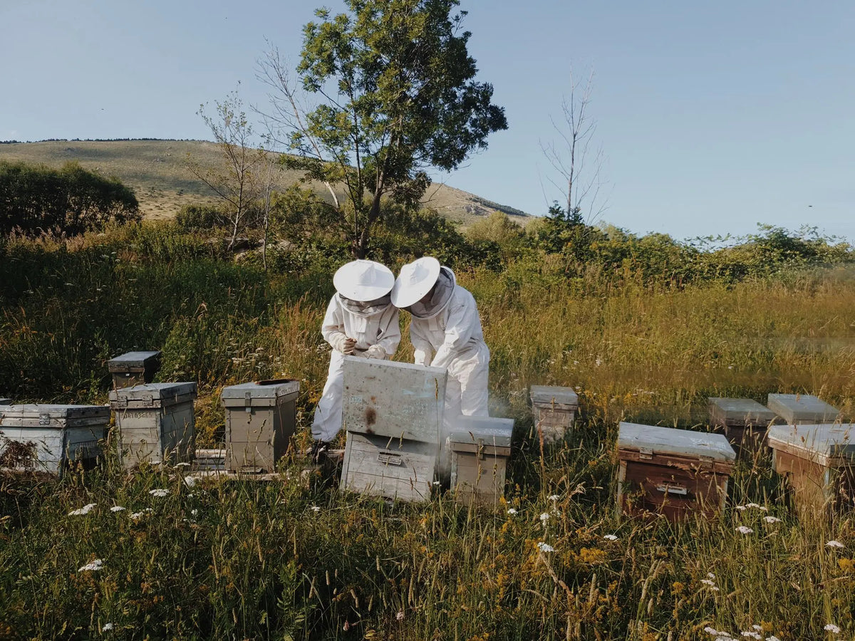 Visit to an Apiary and Honey Tasting led by the Founder of Le Rucher de Prats d'Amont - Summer 2027 (Egat, France)