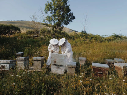 Visit to an Apiary and Honey Tasting led by the Founder of Le Rucher de Prats d'Amont - Summer 2027 (Egat, France)