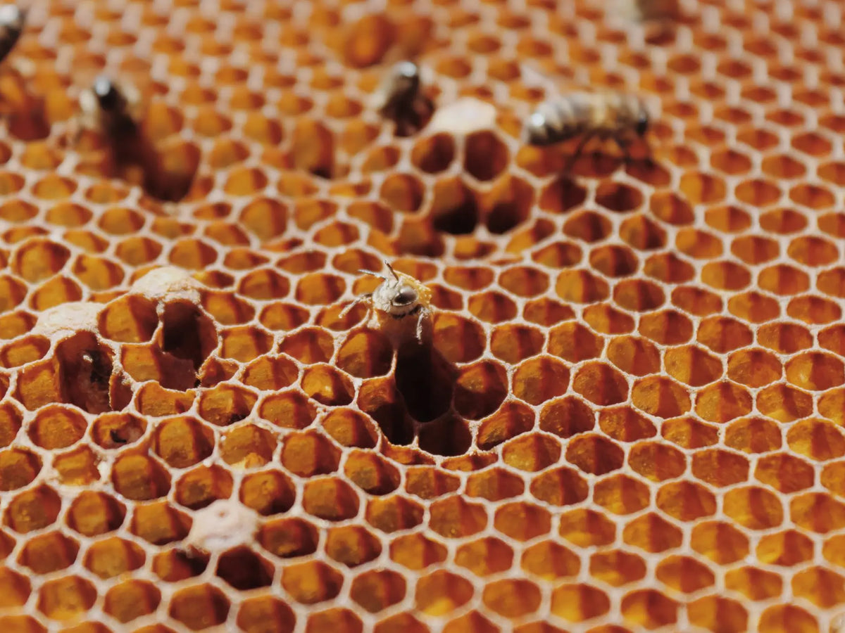 Make your Own Organic Honey Candies - Winter 2026 (Egat, France)
