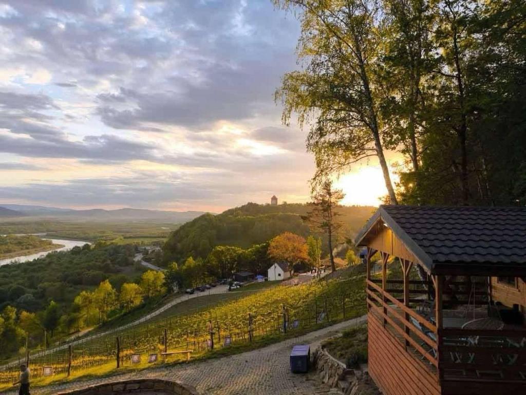 Meet the Creator of TALASKA VINEYARD (Poland)